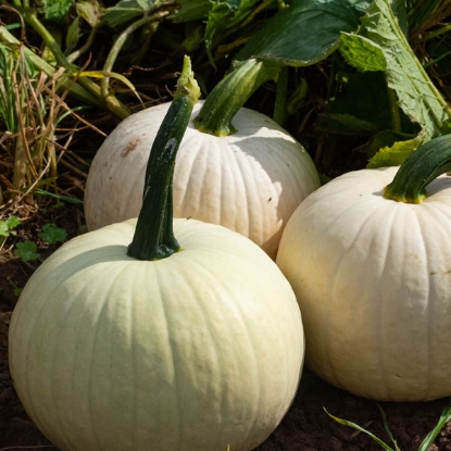 Picture of Pumpkin Snowball F1